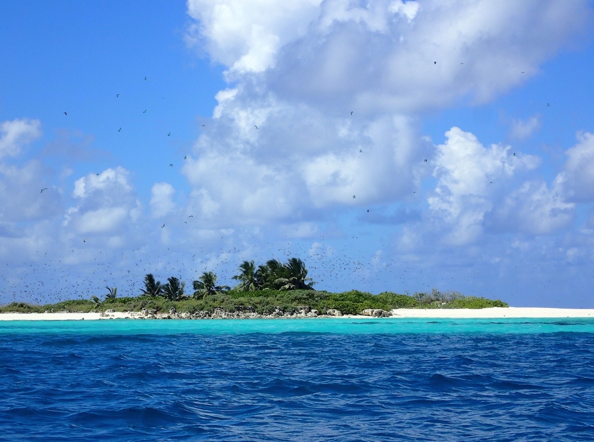 Vogelkolonie auf einem Eiland der African Bank