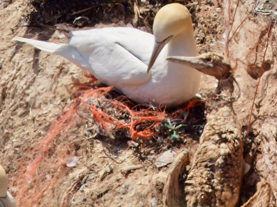 Strangulierter und mumifizierter Basst&ouml;lpel auf Helgoland