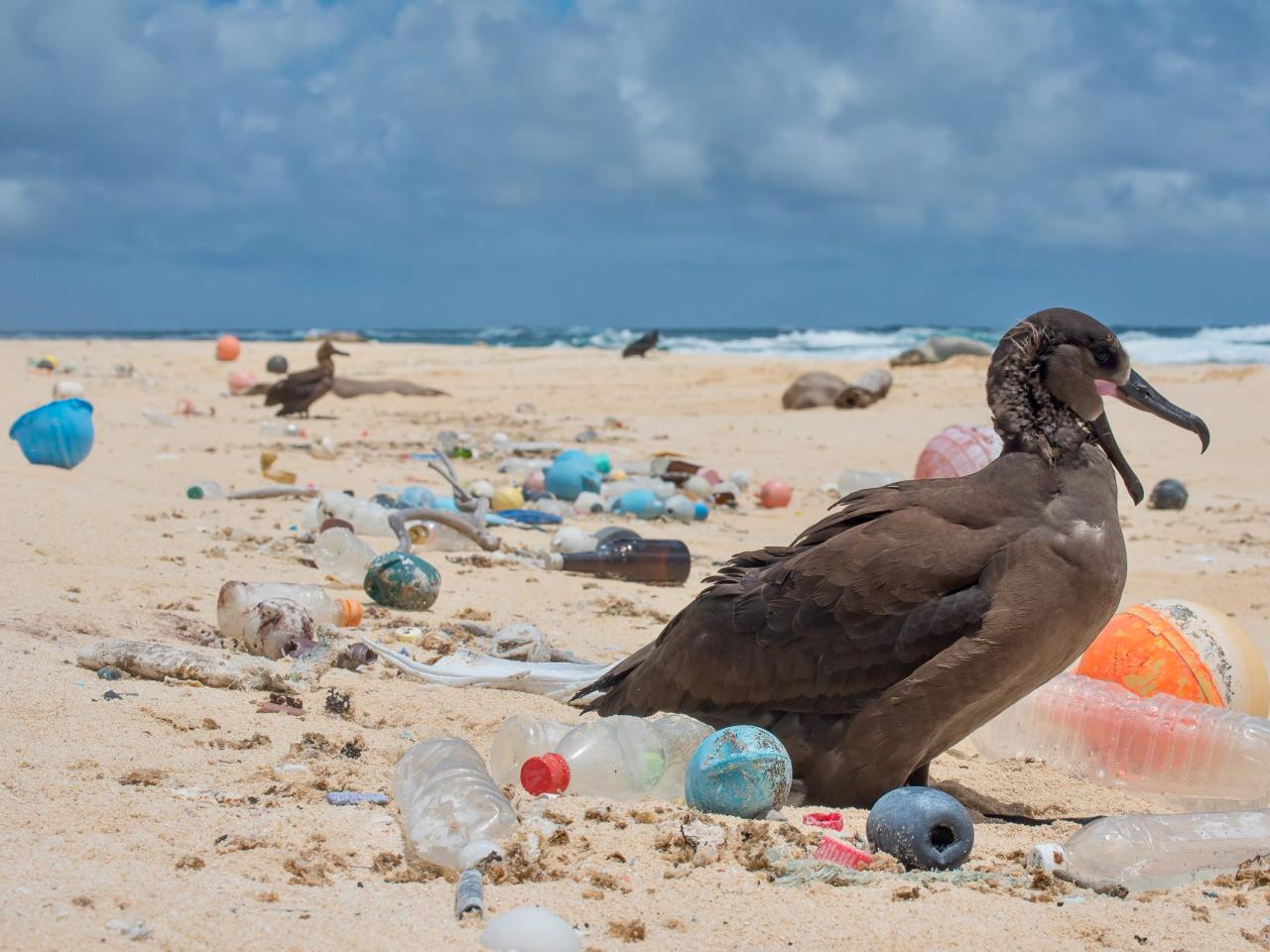 Auf Kurs gegen die Plastikflut