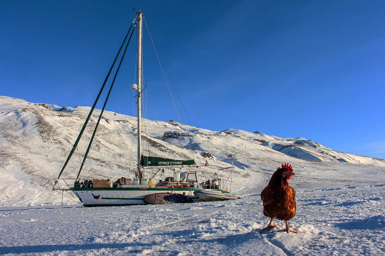 Wildes Huhn und cooler Skipper